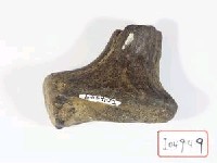 藏品(鹿角化石)的圖片